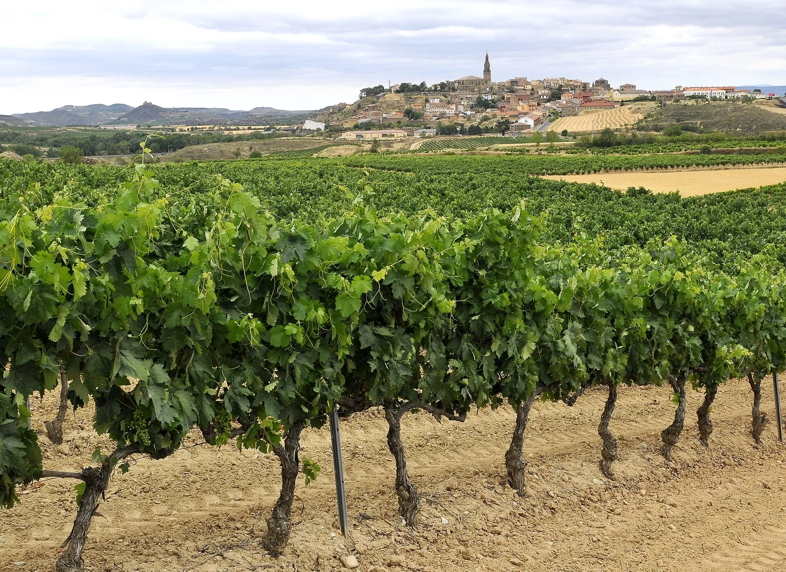Briones entre viñedos en La Rioja